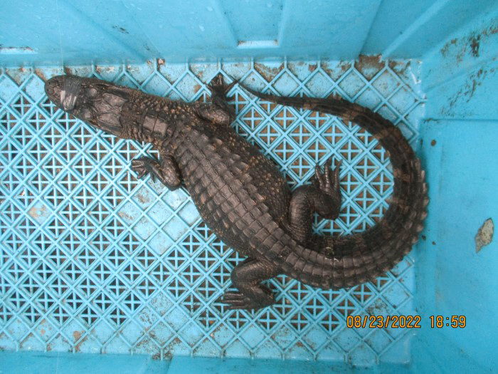 alligator in bin