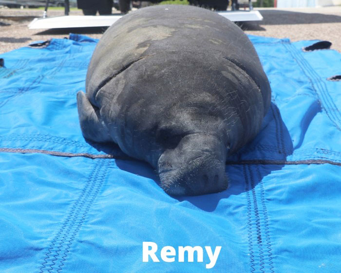 released manatee