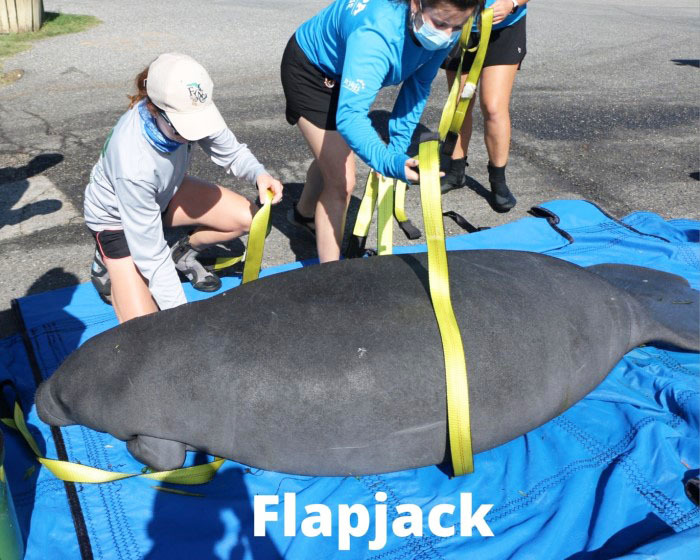 released manatee