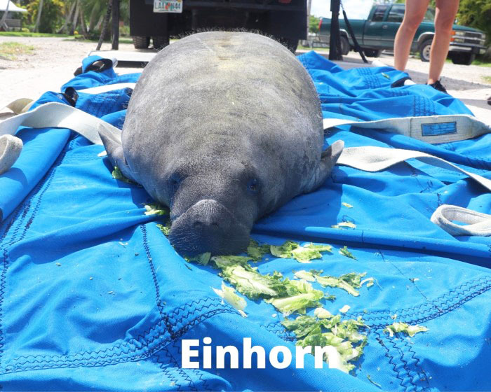 released manatee