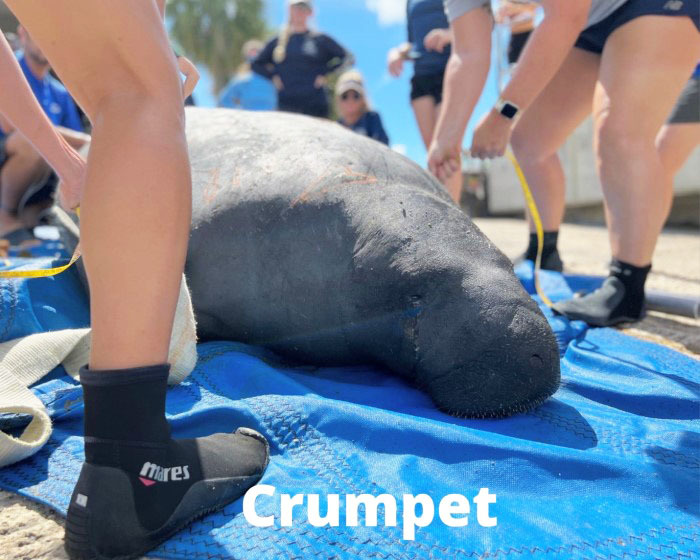 released manatee