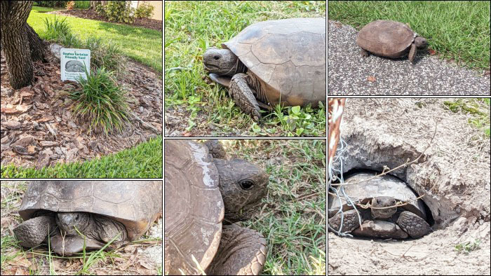 gopher tortoises