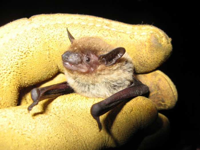 bat being held by researcher