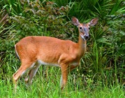 Antlerless white-tailed deer