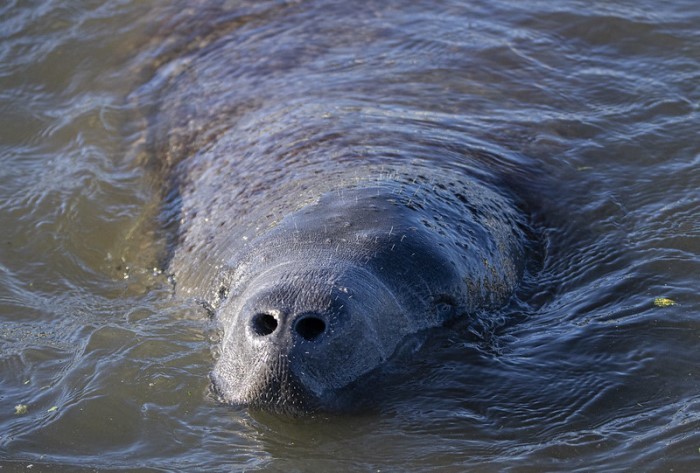 manatee with snout out of water