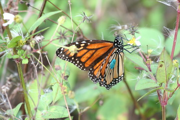An monarch butterfly, orange and black with white spots and a round blue tag on its wing, sits on a plant with a small white and yellow flower.