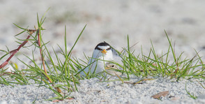 Least tern and chick