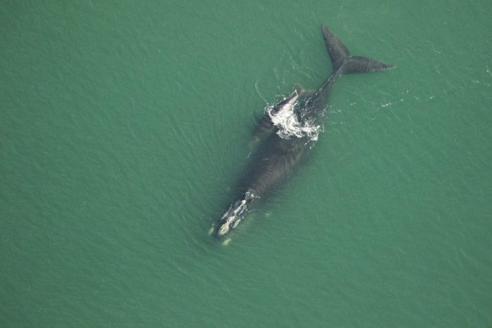 overhead view of whale 