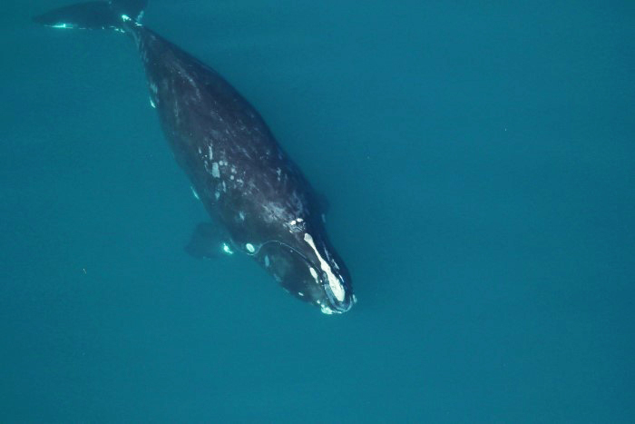 overhead view of whale 