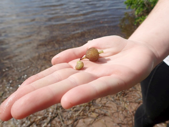 seagrass seeds