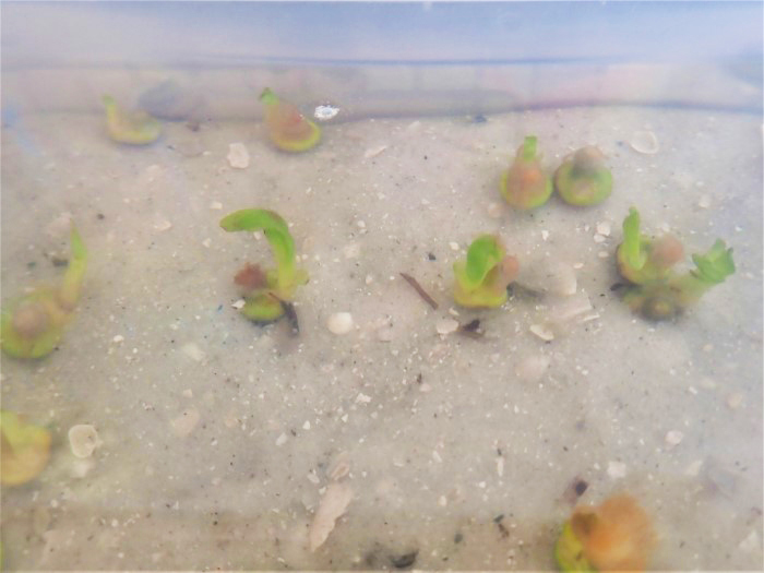 seagrass growing