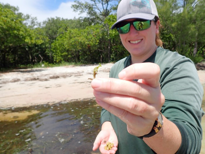 seagrass seeds