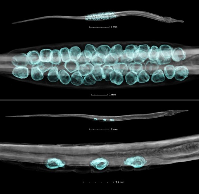 pipefish with eggs