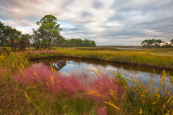 A marsh landscape. Long grasses with purple and yellow flowers, water and scattered trees sprawl under a bright yet cloudy sky.
