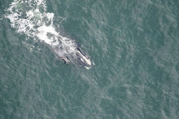 Whale with calf