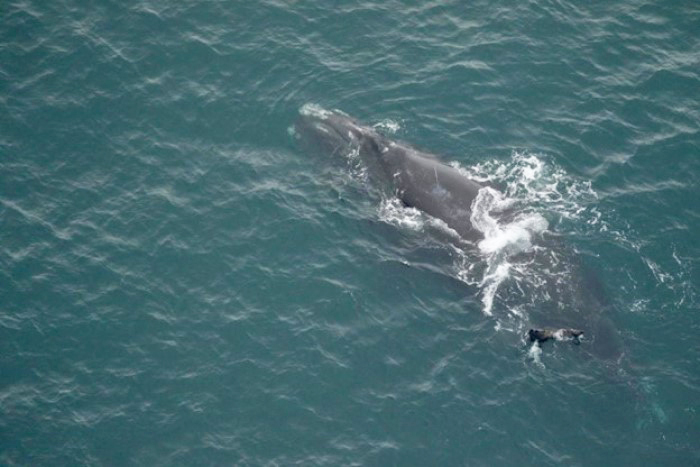 Whale with calf