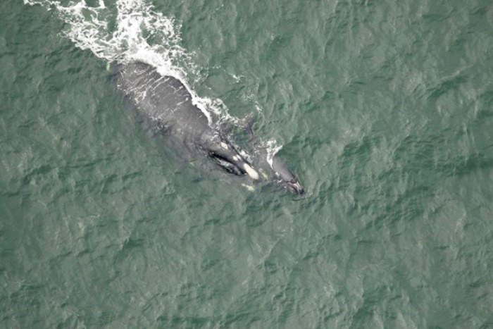 Whale with calf