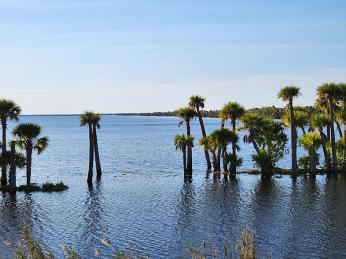 stick marsh