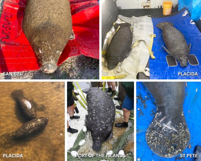 rescued manatees