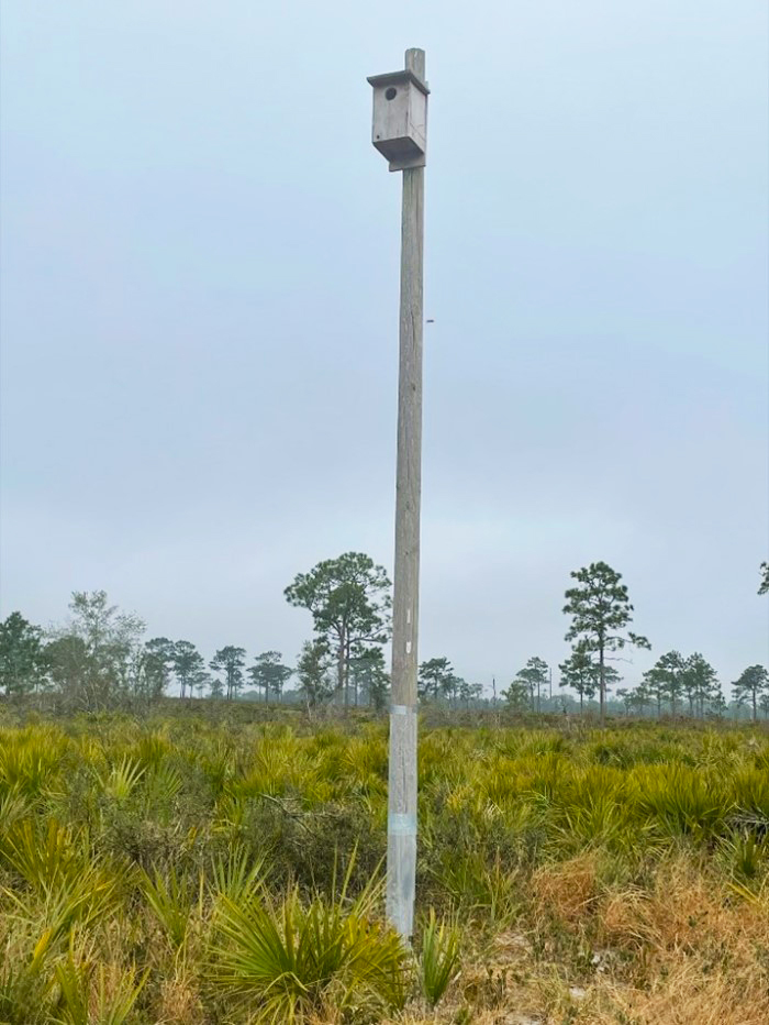 kestrel box