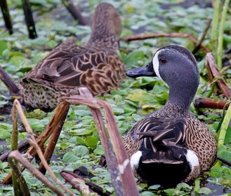 Two ducks float amidst green water plants and bent stalks. The female is fully mottled brown, the male’s head and hindquarters are black and white.