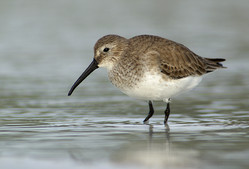 Dunlin by Jack Rogers