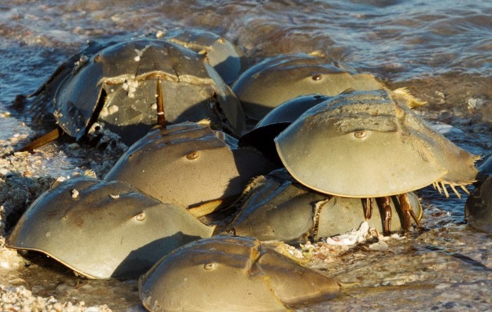 horseshoe crabs on beach