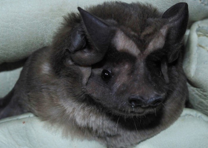 bat closeup of face