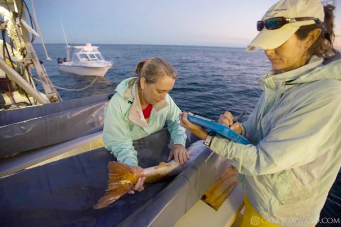 redfish