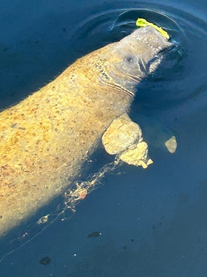 entangled manatee