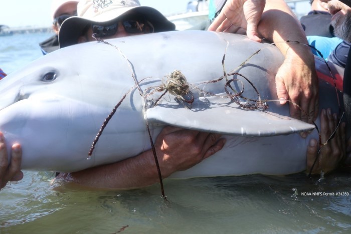 entangled dolphin