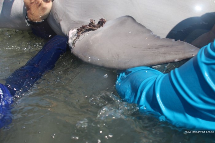 entangled dolphin