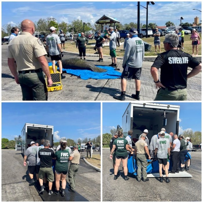 manatee rescue