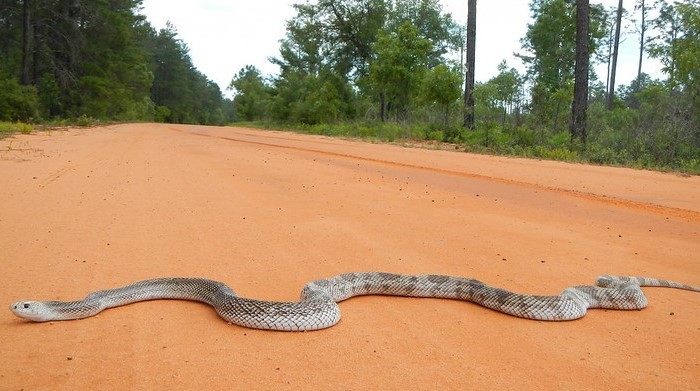 snake crossing clay road