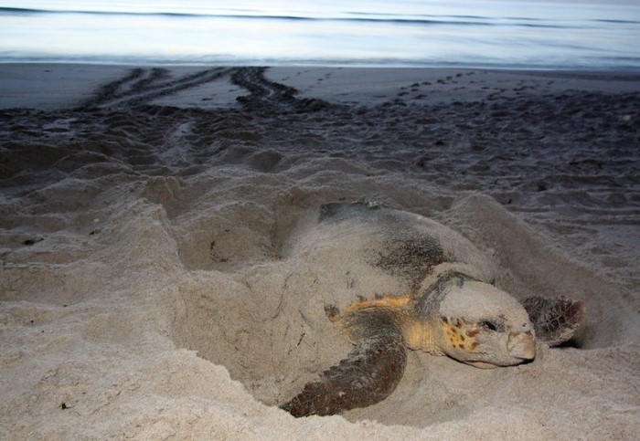 sea turtle nesting on beach