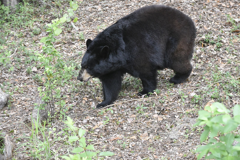 bear in woods
