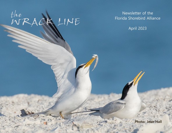 April cover photos. Two least terns. Photo by Jean Hall.