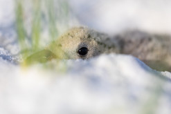 Black skimmer chick photo by Britt Brown
