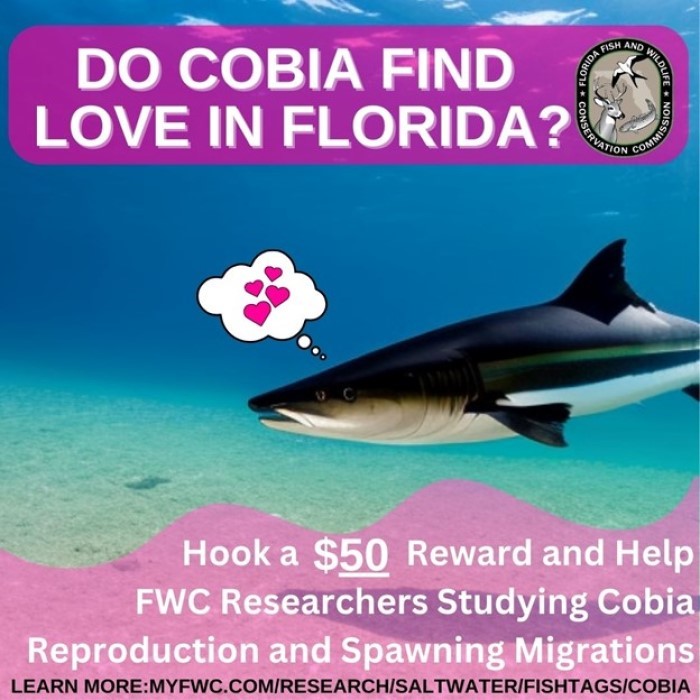 do cobia find love in Florida?