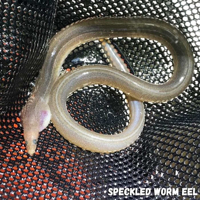 speckled worm eel