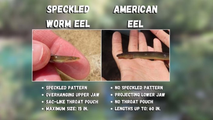 eel descriptions