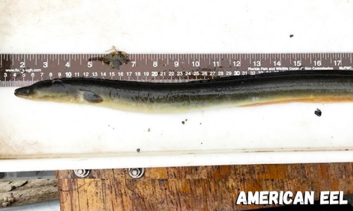 American eel