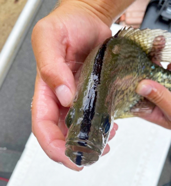 blacknose crappie