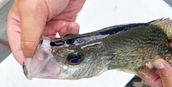 blacknose crappie