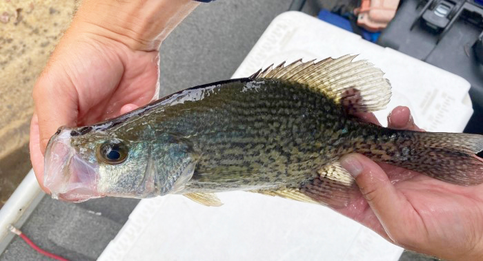 blacknose crappie