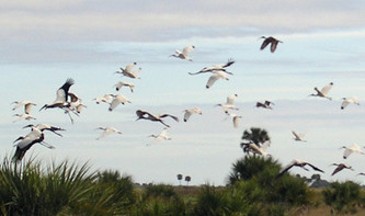 A mixed flock of Wood storks and White ibis fly low over tall grasses and short palms against a cloud-streaked sky.