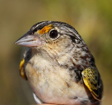 A close-up portrait-style photo of a brown and cream-colored bird with yellow markings on its wings and above its eye.