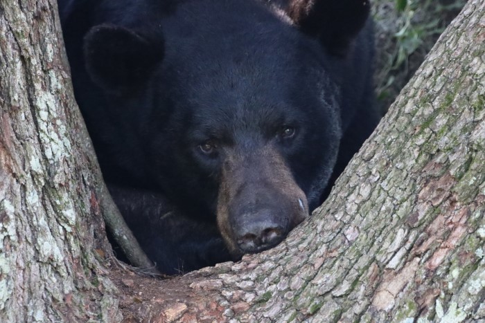 Closeup of bear's head resting on branch