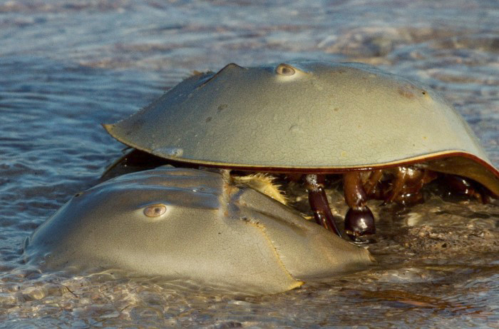 horseshoe crabs on beach