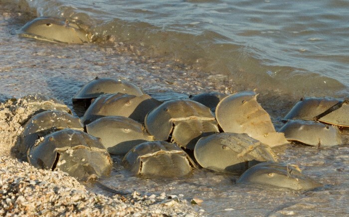 horseshoe crabs on beach